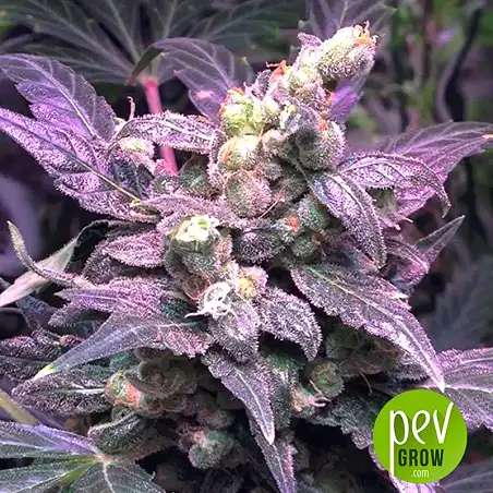 Northern Light Blue (Medicinal) - Delicious Seeds 1
