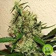Original Juan Herer Delicious Seeds