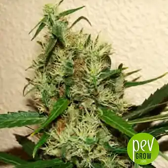 Original Juan Herer Delicious Seeds