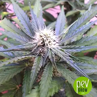 Sugar Black Rose Delicious Seeds