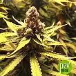 Sugar Black Rose Early Version - Delicious Seeds