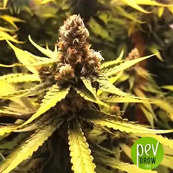Sugar Black Rose Early Version - Delicious Seeds