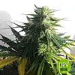 AK Bulk Seed Bank