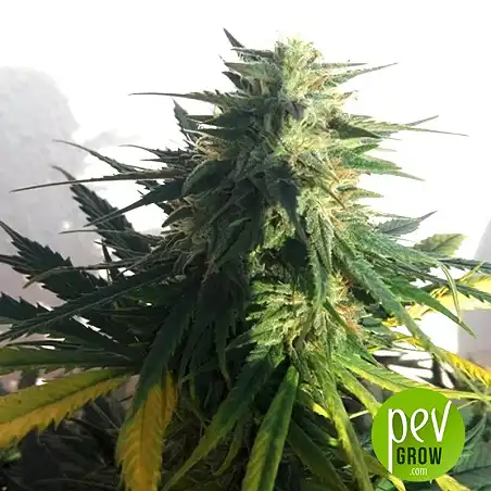 AK Bulk Seed Bank