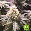 Amnesia Haze Bulk Seed Bank