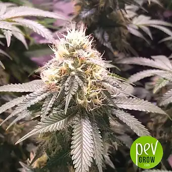 Amnesia Haze Bulk Seed Bank 2