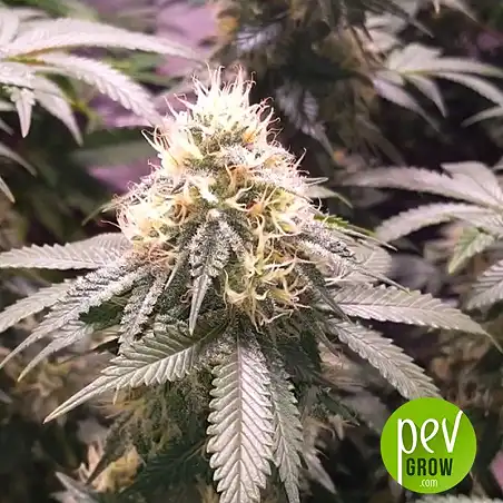 Amnesia Haze Bulk Seed Bank