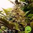 Amnesia Platinum Bulk Seeds Bank - Bulk Seed Bank