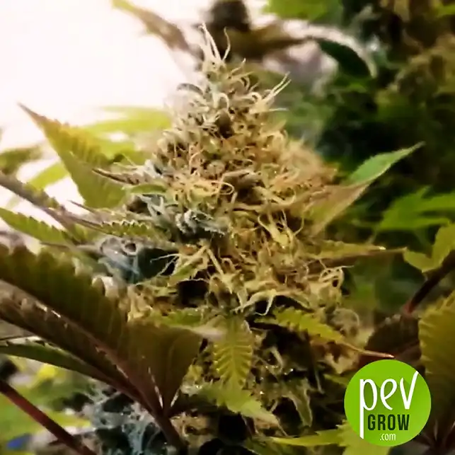Amnesia Platinum Bulk Seeds Bank - Bulk Seed Bank
