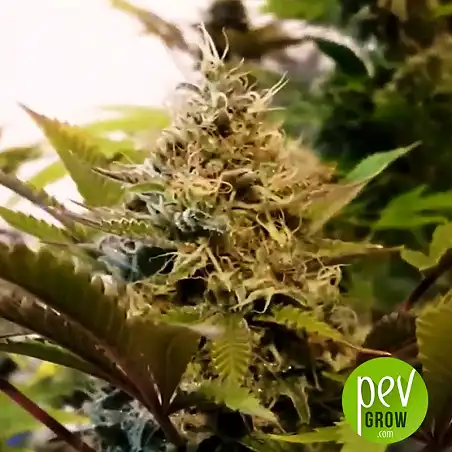 Amnesia Platinum Bulk Seeds Bank - Bulk Seed Bank