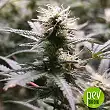 Ananas Funk Bulk Seed Bank