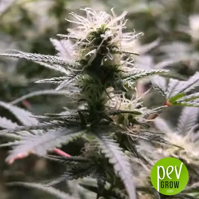 Ananas Funk Bulk Seed Bank