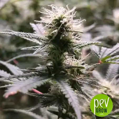 Ananas Funk Bulk Seed Bank 1