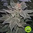 Bigger Bud Bulk Seed Bank