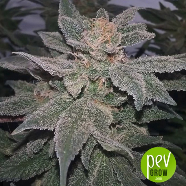 Bigger Bud - Bulk Seed Bank
