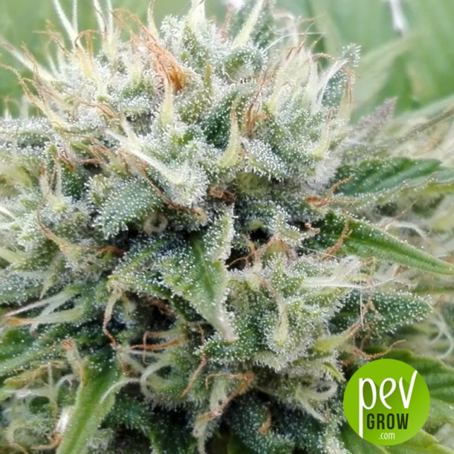 Blueberry Berry - Bulk Seed Bank