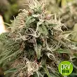 Strawberry Lemonade - Barney's Farm