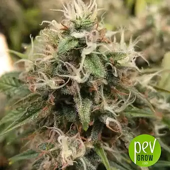 Strawberry Lemonade - Barney's Farm