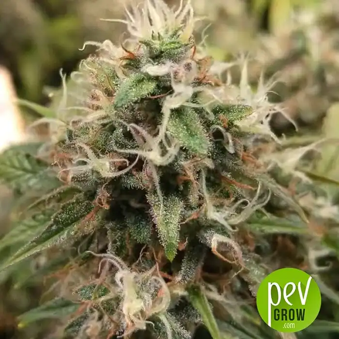 Strawberry Lemonade - Barney's Farm