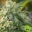 Gelato Auto - Fast Buds - FastBuds