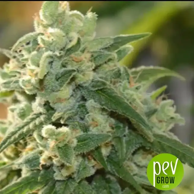 Gelato Auto - Fast Buds - FastBuds