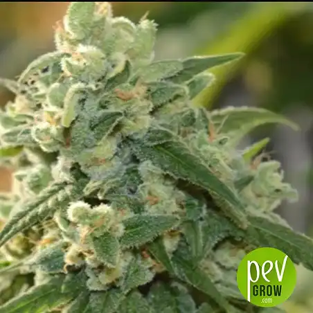 Gelato Auto - Fast Buds - FastBuds