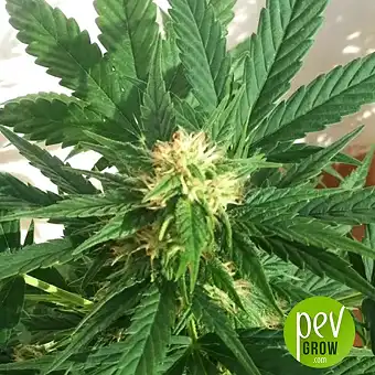 Smoothie Auto - Fast Buds - FastBuds