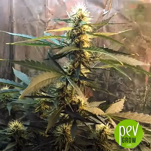 Bubblegum Extra Bulk Seed Bank