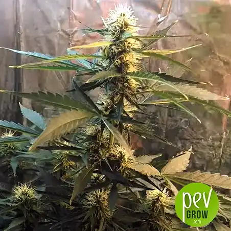 Bubblegum Extra Bulk Seed Bank