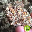 Caramel King - Bulk Seed Bank 1