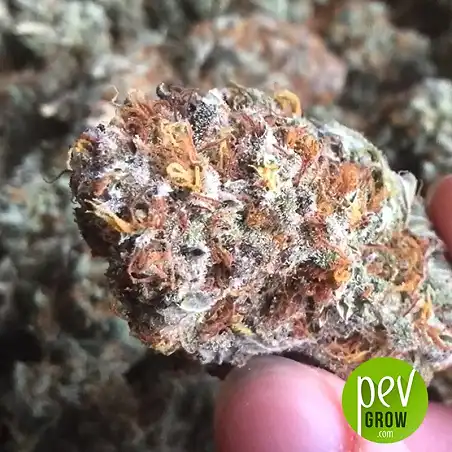 Caramel King Bulk Seed Bank