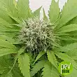 Cheese Bulk Seed Bank