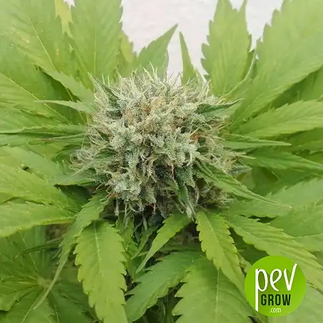 Cheese Bulk Seed Bank