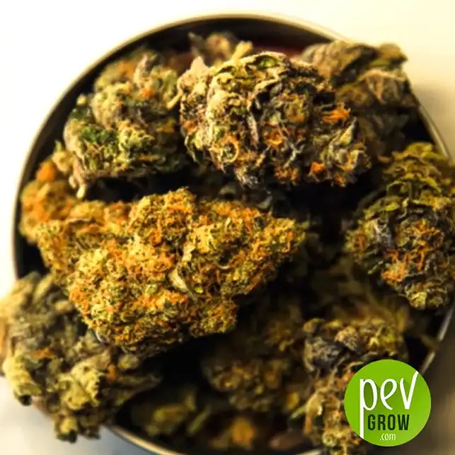 Orange Sherbert - Barney's Farm