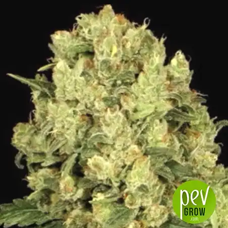 Chronical Bulk Seed Bank