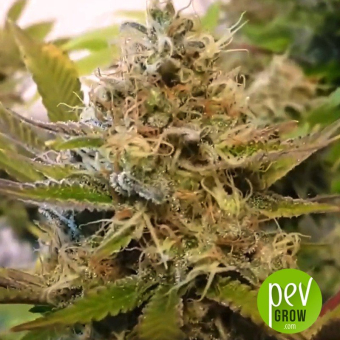 Cannabis Light - Ministry of Cannabis