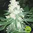 Critical Mass Bulk Seed Bank