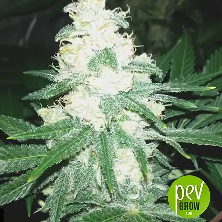 Critical Mass Bulk Seed Bank