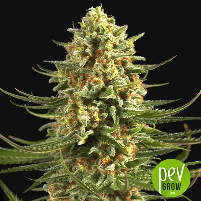 Critical Bulk Seed Bank