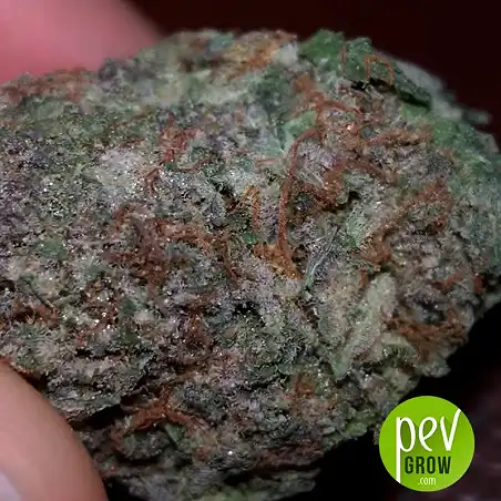 Dark Domina Bulk Seed Bank