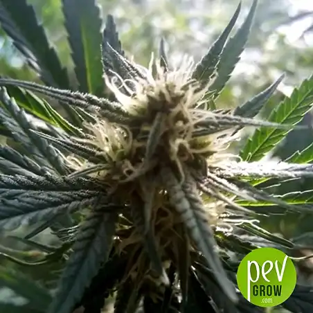 Dubai Poison - Bulk Seed Bank 1