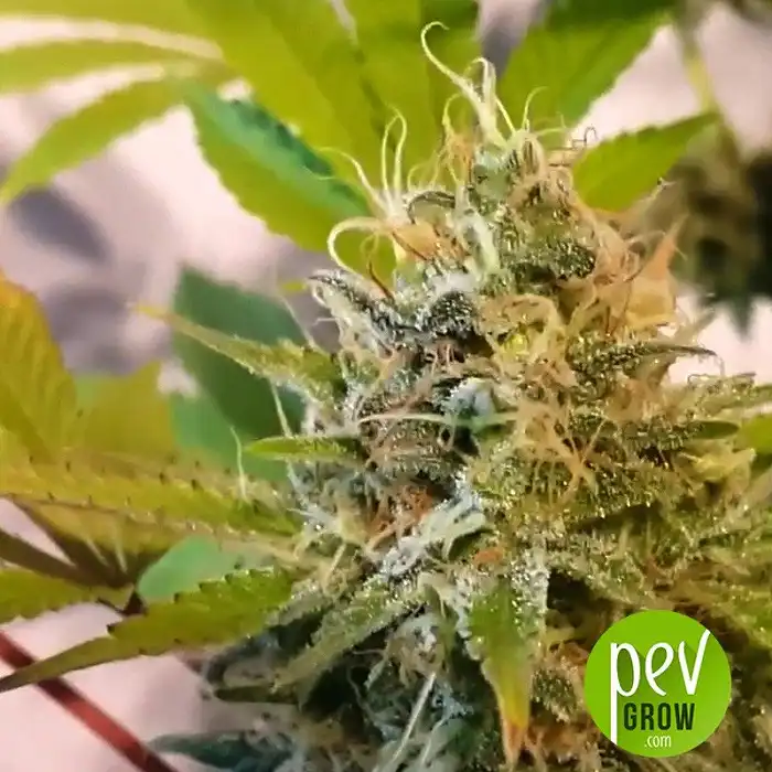 Auto Cannabis Light - Ministry of Cannabis