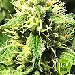 God’s Glue - Ministry of Cannabis God’s Glue - Ministry of Cannabis