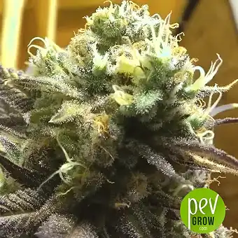 Zombie Death Fuck - Blimburn Seeds