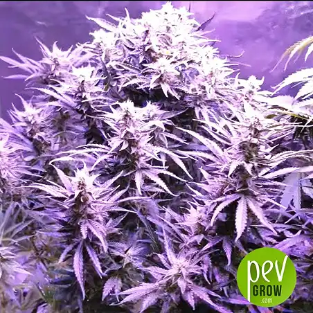 Glue Gelato Auto - Barneys Farm 1