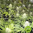 Zkittlez OG Auto - Barney's Farm
