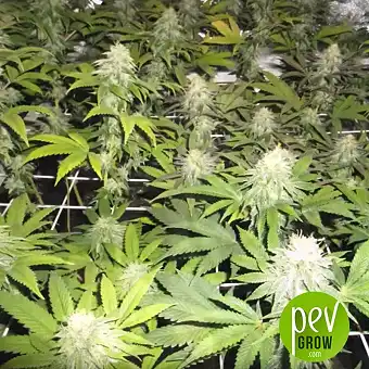 Zkittlez OG Auto - Barney's Farm