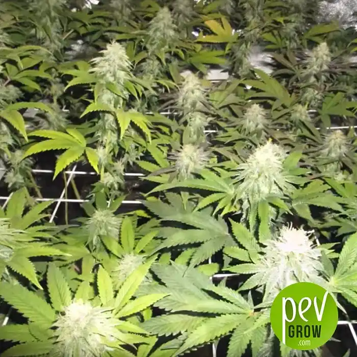 Zkittlez OG Auto - Barney's Farm