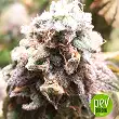 Mr Sour-R - Mr Hide Seeds Mr Sour-R - Mr Hide Seeds