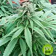 Early Top Skunk Bulk Seed Bank